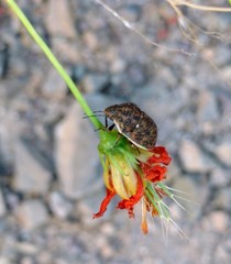 Orsilochides variabilis