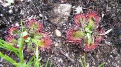 Drosera xerophila