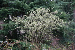 Oemleria cerasiformis