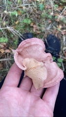 Lactarius spinosulus