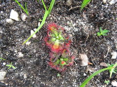 Drosera xerophila