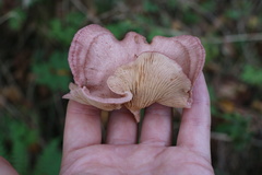 Lactarius spinosulus