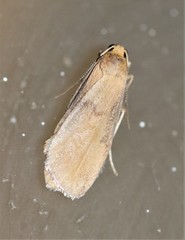 Lambula obliquilinea
