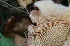 Lactarius spinosulus
