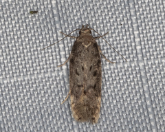 Chionodes pereyra