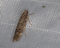 Chionodes pereyra