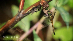 Amphithemis curvistyla