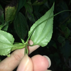 Tripterospermum taiwanense