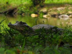 Caiman crocodilus fuscus
