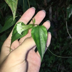 Tripterospermum taiwanense