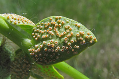 Aecidium euphorbiae