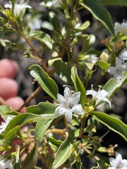 Myoporum viscosum