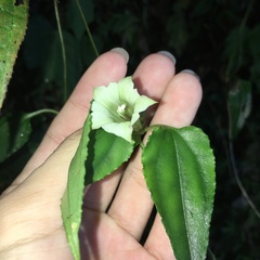 Tripterospermum taiwanense