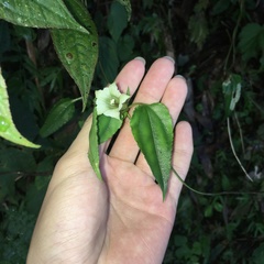 Tripterospermum taiwanense