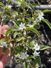 Myoporum viscosum