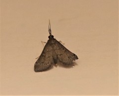 Piletocera macroperalis