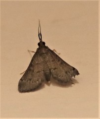 Piletocera macroperalis