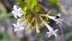 Abelia chinensis