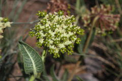 Asclepias albens