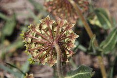Asclepias albens