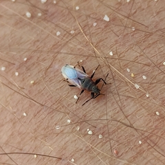 Oxycarenus