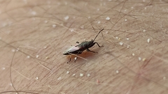 Oxycarenus