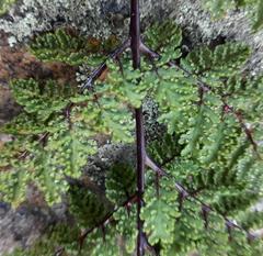 Cheilanthes multifida multifida