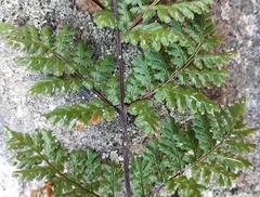 Cheilanthes multifida multifida