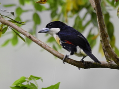 Capito maculicoronatus