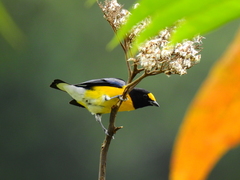 Euphonia minuta