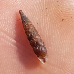 Alinda biplicata