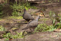 Streptopelia chinensis