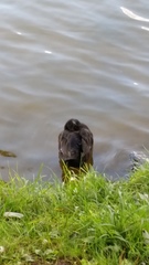 Anas platyrhynchos domesticus