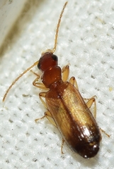 Paradromius linearis