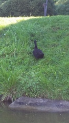 Anas platyrhynchos domesticus