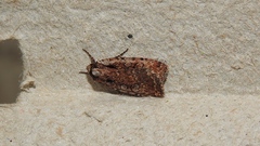 Eueretagrotis attentus