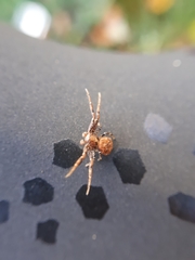Araneae
