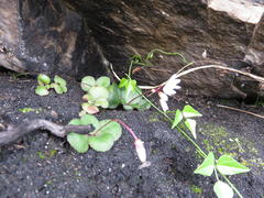 Crassula capensis capensis