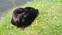 Anas platyrhynchos domesticus