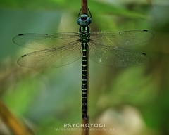 Polycanthagyna ornithocephala