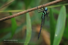 Polycanthagyna ornithocephala