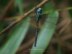 Polycanthagyna ornithocephala