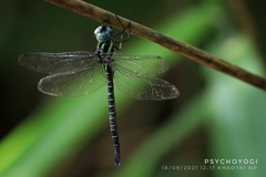 Polycanthagyna ornithocephala