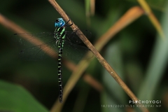 Polycanthagyna ornithocephala