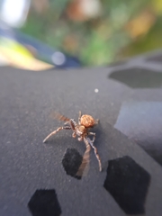 Araneae