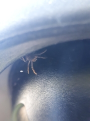 Araneae
