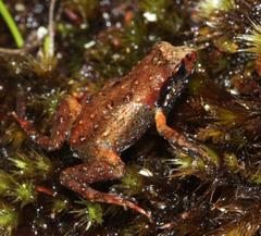 Arthroleptella lightfooti