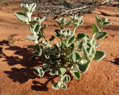 Chenopodium desertorum
