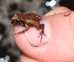 Arthroleptella lightfooti