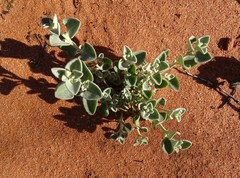 Chenopodium desertorum